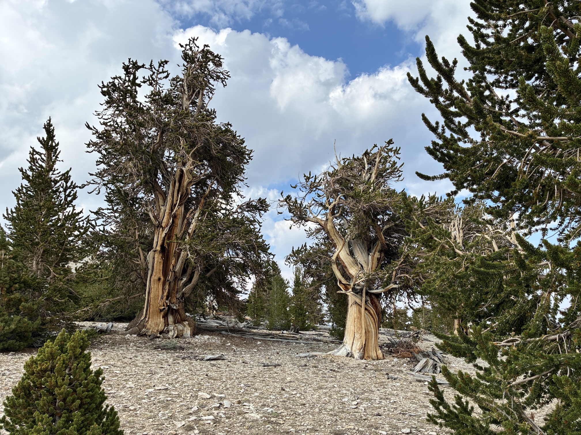 Unlocking Longevity Insights From Ancient Bristlecone Pine | UC Davis